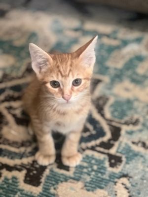 Goofy Domestic Short Hair Cat