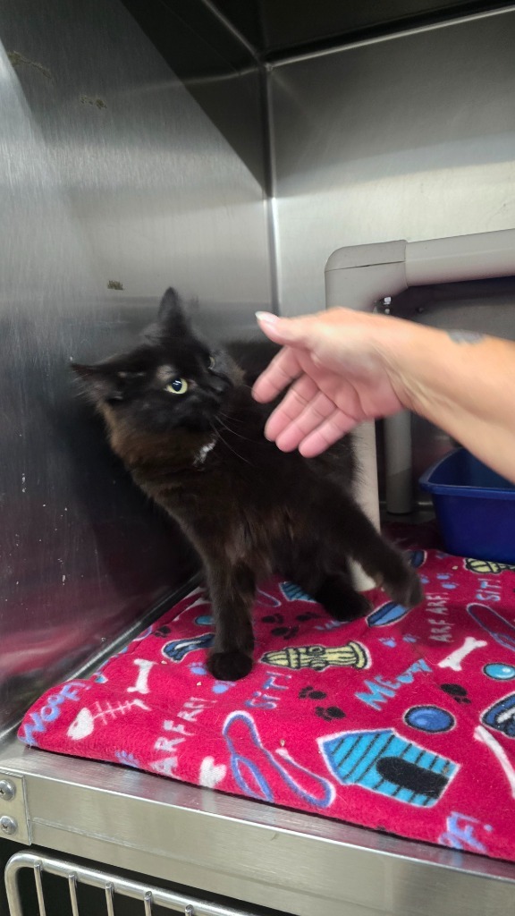 Daisy, an adoptable Domestic Long Hair in Virginia, MN, 55792 | Photo Image 1