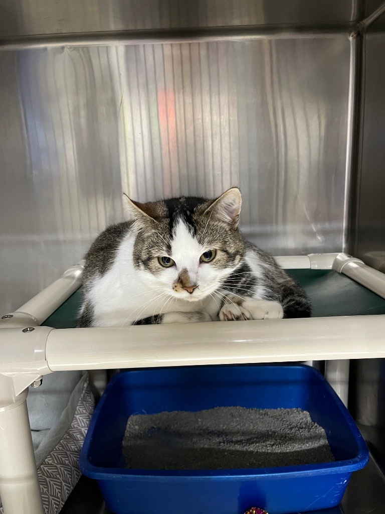 Donna, an adoptable Domestic Short Hair in Virginia, MN, 55792 | Photo Image 1