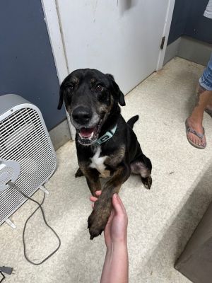 Duke, Adult Male Shepherd