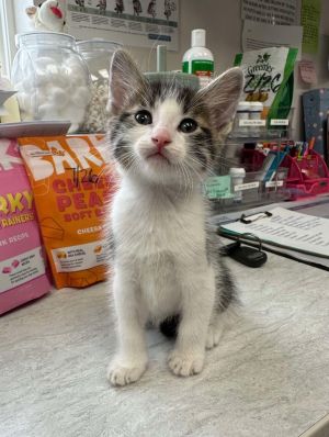 Solitaire, Baby Male Domestic Short Hair
