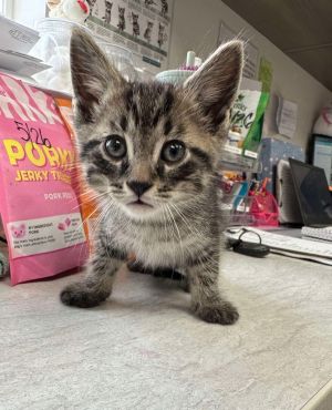 Spades, Baby Male American Shorthair