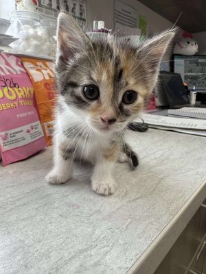 Sudoku, Baby Female Domestic Short Hair