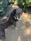 Caesar photo 1