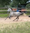 Junebug photo 5