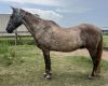 Charley Horse photo 3