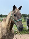 Charley Horse photo 4