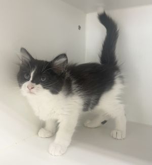 Adrian ~ Available at PetSmart Warsaw, IN!!, Baby Male Domestic Medium Hair