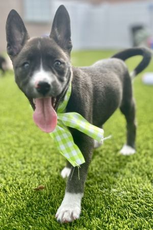 Lily (puppy) *, Baby Female unknown