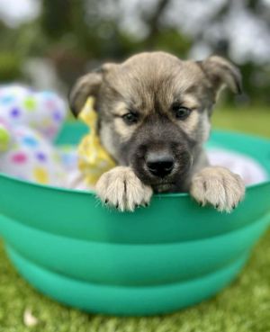 Lucy *, Baby Female Labrador Retriever