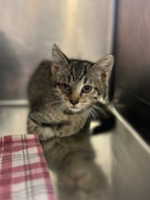 Dean 23C-0168, Baby Male Domestic Short Hair