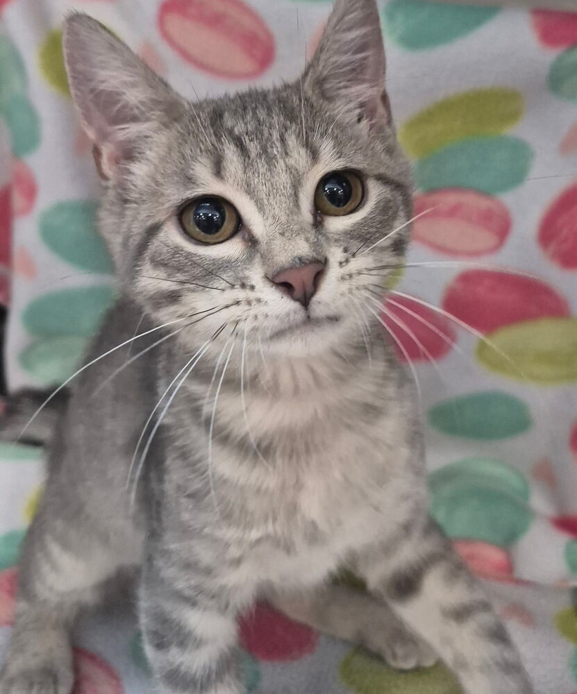 Ashe, an adoptable Domestic Short Hair in Moses Lake, WA, 98837 | Photo Image 1