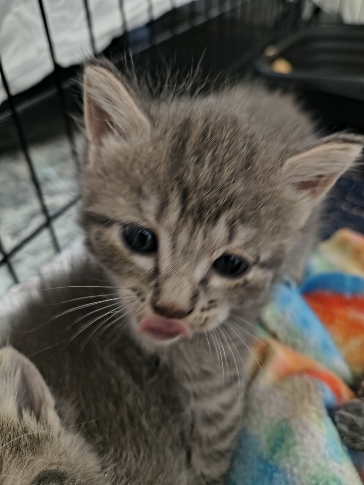 Ashe, an adoptable Domestic Short Hair in Moses Lake, WA, 98837 | Photo Image 2