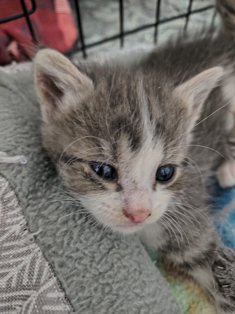 Leona, an adoptable American Wirehair, Domestic Short Hair in Moses Lake, WA, 98837 | Photo Image 1