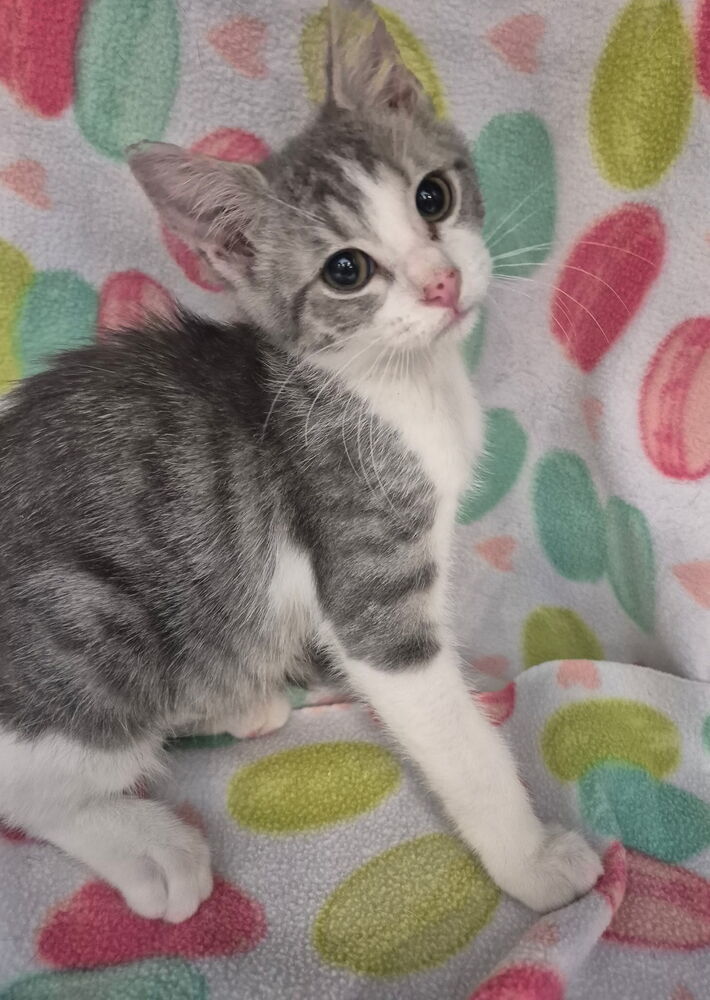 Leona, an adoptable Domestic Short Hair in Moses Lake, WA, 98837 | Photo Image 1