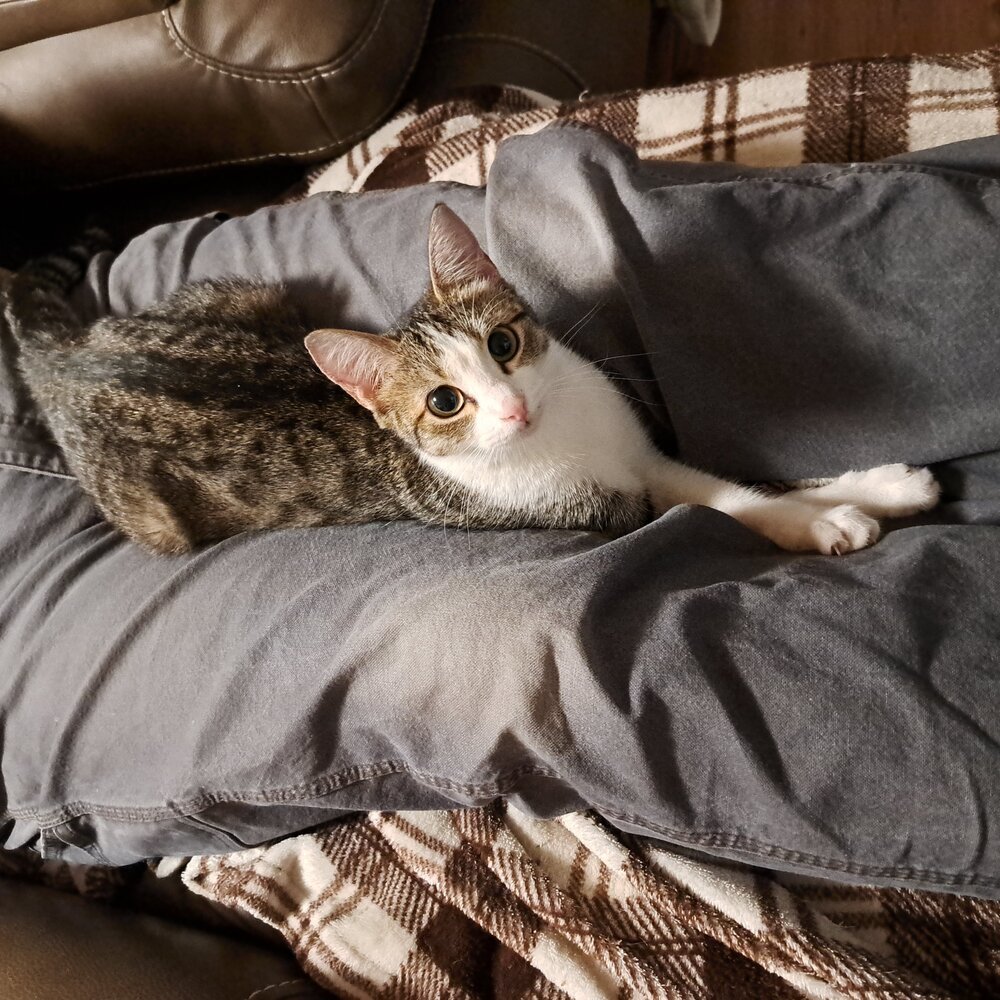 Daphne, an adoptable Domestic Short Hair in Moses Lake, WA, 98837 | Photo Image 1