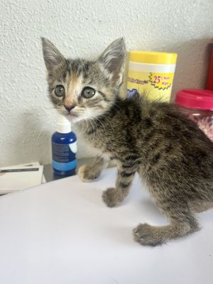 Basket, Baby Female Domestic Short Hair