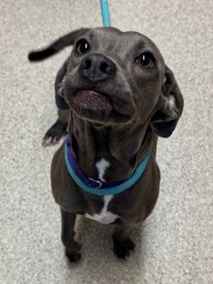 Hollie, Adult Female Dachshund
