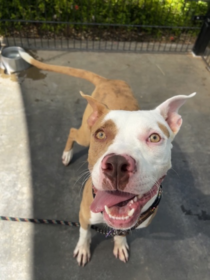 Guapo, an adoptable Pit Bull Terrier, Mixed Breed in Honolulu, HI, 96826 | Photo Image 1