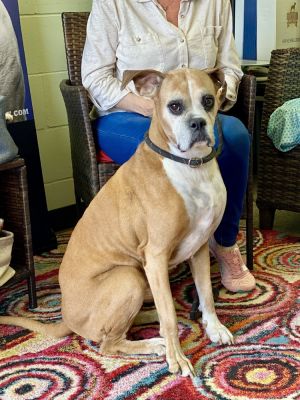 Baby Girl III - Silver Heart, Senior Female Boxer