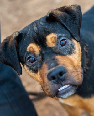 Rodrigo, Young Male Rottweiler