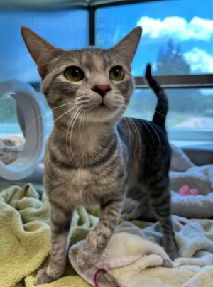 Creepers, Young Female Domestic Short Hair