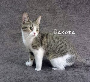 CUTENESS OVERLOAD DOB 102224 Meet Dakota This tabby-and-white sweetheart is a pint-sized Olympic 