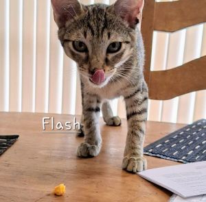 LOTS TO LOVE DOB 32025 Meet Flash - The Cheeto Bandit Extraordinaire Flash isnt just a kitten-he