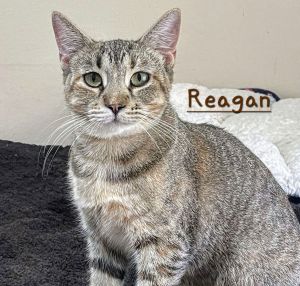 READY TO ROLL DOB 91624 Meet Reagan - The Road-Trip Torbie with a Heart of Gold With striking gr