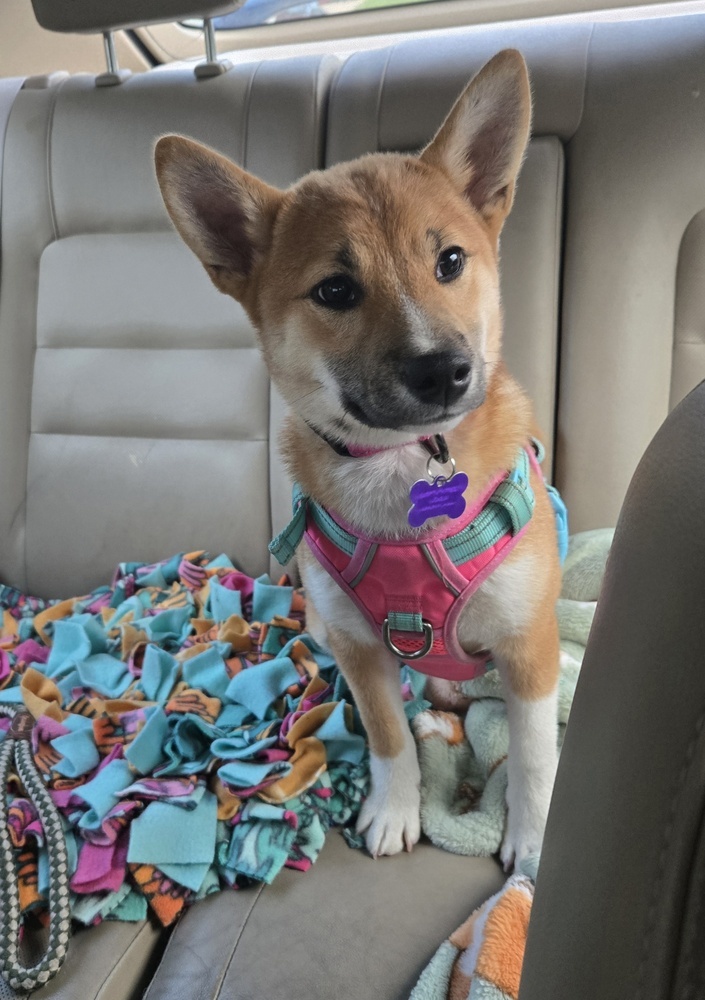 Emmy June