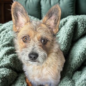 Bandit, Adult Male Chihuahua