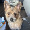 Bandit photo 2