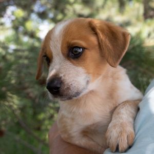 Baked Bean, Baby Male Australian Shepherd
