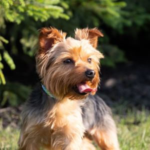 Bruno, Young Male Yorkshire Terrier