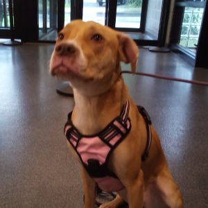 Nelly, Adult Female Mixed Breed
