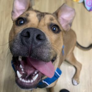Maxina, Young Female Mixed Breed