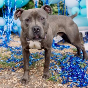 Star Sky, Adult Male Mixed Breed
