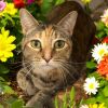 Tamerlane (Luna) photo 1