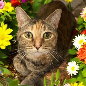 Tamerlane (Luna), Adult Female Domestic Short Hair