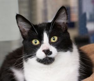 Fudge Domestic Medium Hair Cat
