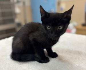 Haybale Domestic Short Hair Cat
