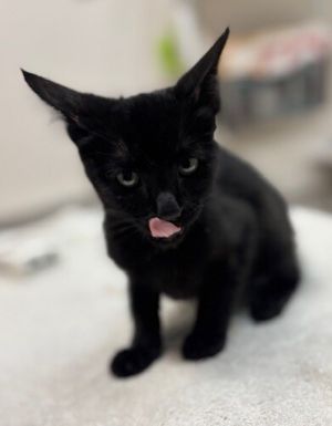 Rustic Domestic Short Hair Cat