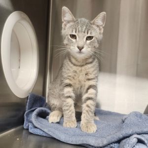 Kibble Domestic Short Hair Cat