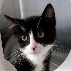 Huffy Domestic Short Hair Cat
