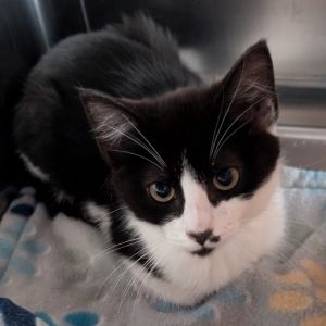 Tuffy Domestic Short Hair Cat