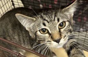 Primary Color Brown Tabby Secondary Color White Weight 575lbs Age 0yrs 5mths 0wks