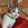 Vivian (green) photo 1