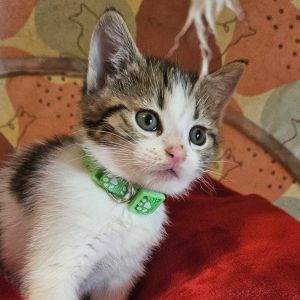 Vivian (green), Baby Female Domestic Short Hair