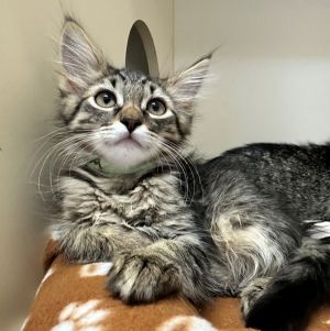 Barbacoa Domestic Medium Hair Cat