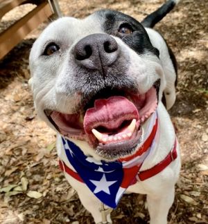 Cowboy, Adult Male American Bulldog